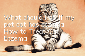 What should I do if my pet cat has eczema? How to Treat Cat Eczema