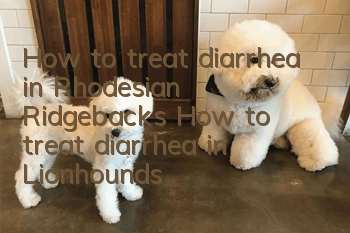 How to treat diarrhea in Rhodesian Ridgebacks How to treat diarrhea in Lionhounds