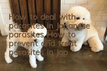 How to deal with parasites in Japanese parasites How to prevent and treat parasites in Japanese parasites