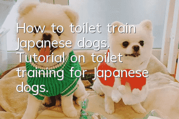 How to toilet train Japanese dogs. Tutorial on toilet training for Japanese dogs.