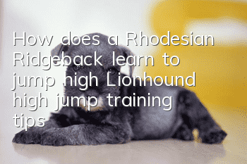 How does a Rhodesian Ridgeback learn to jump high? Lionhound high jump training tips