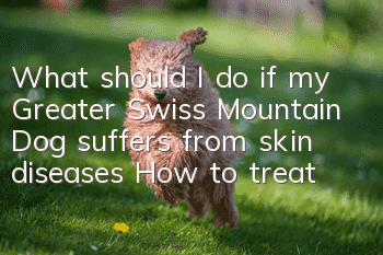 What should I do if my Greater Swiss Mountain Dog suffers from skin diseases? How to treat skin diseases?