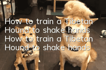 How to train a Tibetan Hound to shake hands How to train a Tibetan Hound to shake hands