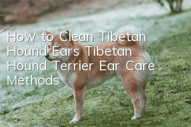How to Clean Tibetan Hound Ears Tibetan Hound Terrier Ear Care Methods