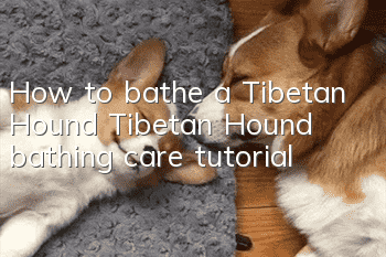 How to bathe a Tibetan Hound Tibetan Hound bathing care tutorial