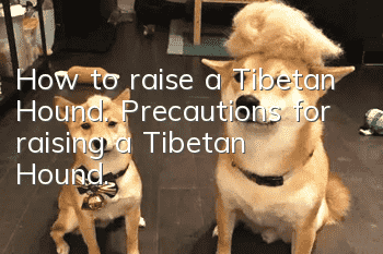 How to raise a Tibetan Hound. Precautions for raising a Tibetan Hound.