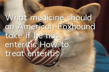 What medicine should an American Foxhound take if he has enteritis? How to treat enteritis in an American Foxhound