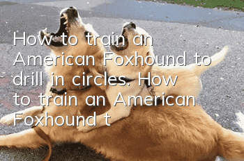 How to train an American Foxhound to drill in circles. How to train an American Foxhound to drill in circles.