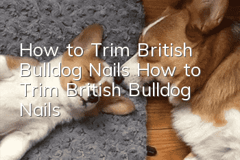 How to Trim British Bulldog Nails How to Trim British Bulldog Nails