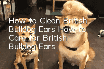 How to Clean British Bulldog Ears How to Care for British Bulldog Ears