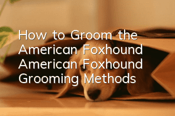 How to Groom the American Foxhound American Foxhound Grooming Methods