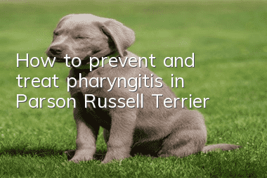 How to prevent and treat pharyngitis in Parson Russell Terrier