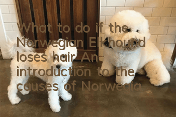 What to do if the Norwegian Elkhound loses hair? An introduction to the causes of Norwegian Elkhound hair loss.