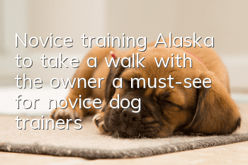 Novice training Alaska to take a walk with the owner, a must-see for novice dog trainers!