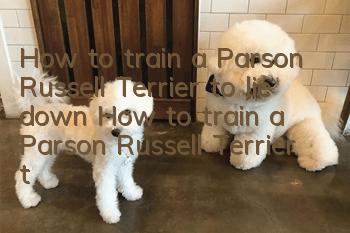 How to train a Parson Russell Terrier to lie down? How to train a Parson Russell Terrier to lie down?