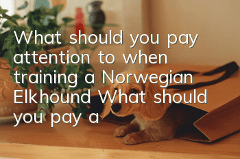What should you pay attention to when training a Norwegian Elkhound? What should you pay attention to when training a Norwegian Elkhound?