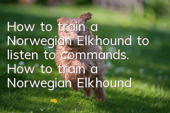 How to train a Norwegian Elkhound to listen to commands. How to train a Norwegian Elkhound to listen to commands.