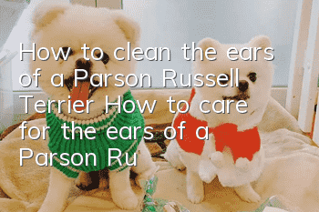 How to clean the ears of a Parson Russell Terrier? How to care for the ears of a Parson Russell Terrier?