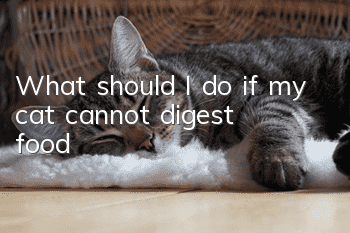 What should I do if my cat cannot digest food?