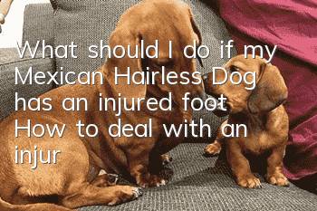 What should I do if my Mexican Hairless Dog has an injured foot? How to deal with an injured foot?