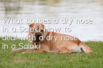 What causes a dry nose in a Saluki? How to deal with a dry nose in a Saluki?
