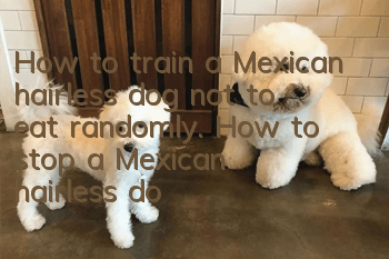 How to train a Mexican hairless dog not to eat randomly. How to stop a Mexican hairless dog from eating randomly.