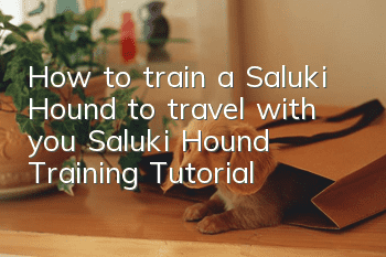 How to train a Saluki Hound to travel with you Saluki Hound Training Tutorial