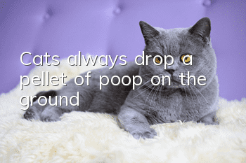 Cats always drop a pellet of poop on the ground