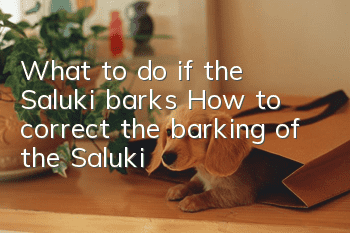 What to do if the Saluki barks? How to correct the barking of the Saluki?