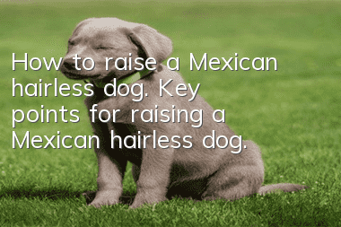How to raise a Mexican hairless dog. Key points for raising a Mexican hairless dog.