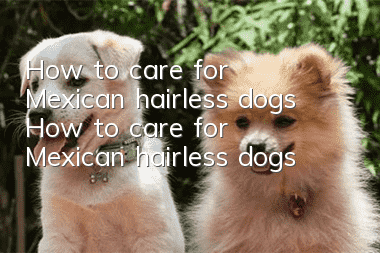 How to care for Mexican hairless dogs How to care for Mexican hairless dogs