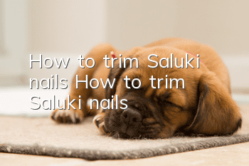 How to trim Saluki nails How to trim Saluki nails