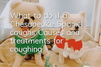 What to do if a Chesapeake Spaniel coughs? Causes and treatments for coughing