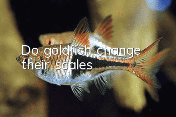 Do goldfish change their scales?
