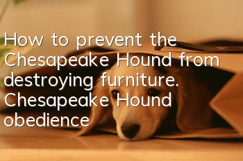 How to prevent the Chesapeake Hound from destroying furniture. Chesapeake Hound obedience training