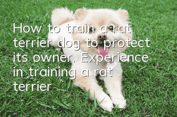 How to train a rat terrier dog to protect its owner. Experience in training a rat terrier dog to protect its owner.