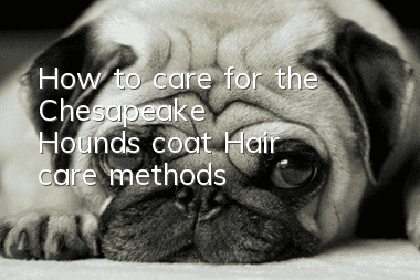 How to care for the Chesapeake Hound's coat Hair care methods