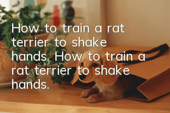 How to train a rat terrier to shake hands. How to train a rat terrier to shake hands.