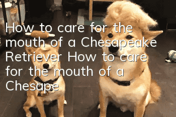 How to care for the mouth of a Chesapeake Retriever How to care for the mouth of a Chesapeake Retriever
