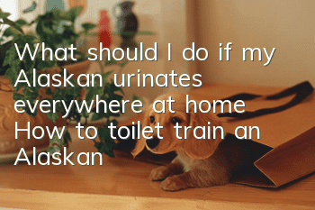 What should I do if my Alaskan urinates everywhere at home? How to toilet train an Alaskan dog!