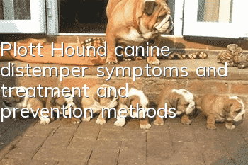 Plott Hound canine distemper symptoms and treatment and prevention methods
