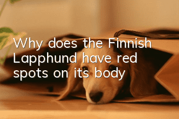 Why does the Finnish Lapphund have red spots on its body?