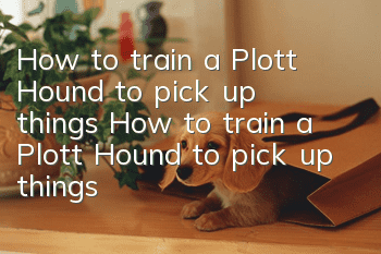 How to train a Plott Hound to pick up things How to train a Plott Hound to pick up things