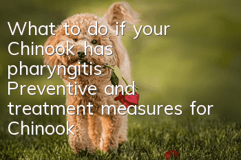 What to do if your Chinook has pharyngitis? Preventive and treatment measures for Chinook pharyngitis