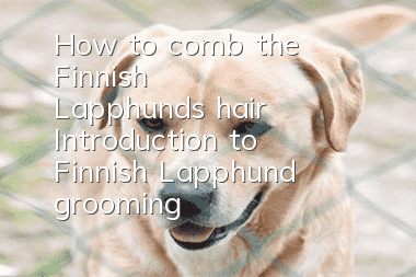 How to comb the Finnish Lapphund's hair? Introduction to Finnish Lapphund grooming