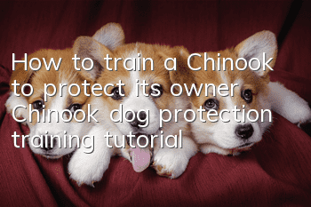 How to train a Chinook to protect its owner Chinook dog protection training tutorial