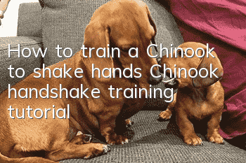 How to train a Chinook to shake hands Chinook handshake training tutorial