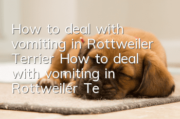 How to deal with vomiting in Rottweiler Terrier How to deal with vomiting in Rottweiler Terrier