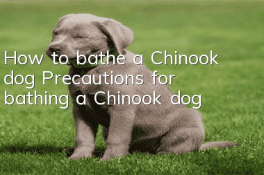 How to bathe a Chinook dog? Precautions for bathing a Chinook dog