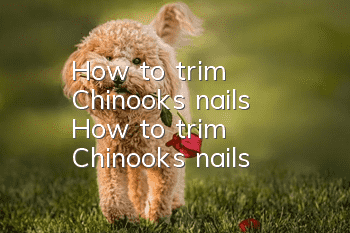 How to trim Chinook's nails How to trim Chinook's nails